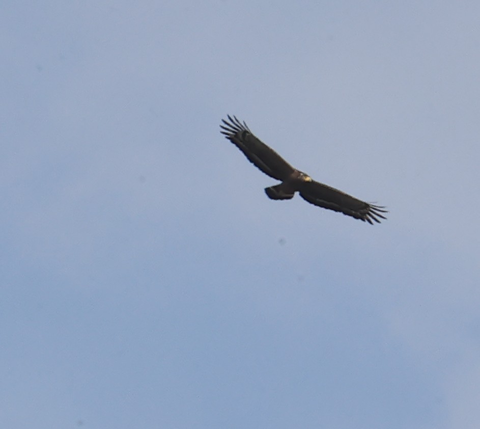 Crested Serpent-Eagle - ML645831154