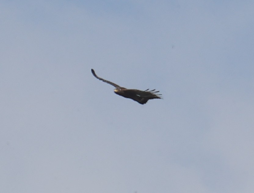 Crested Serpent-Eagle - ML645831155