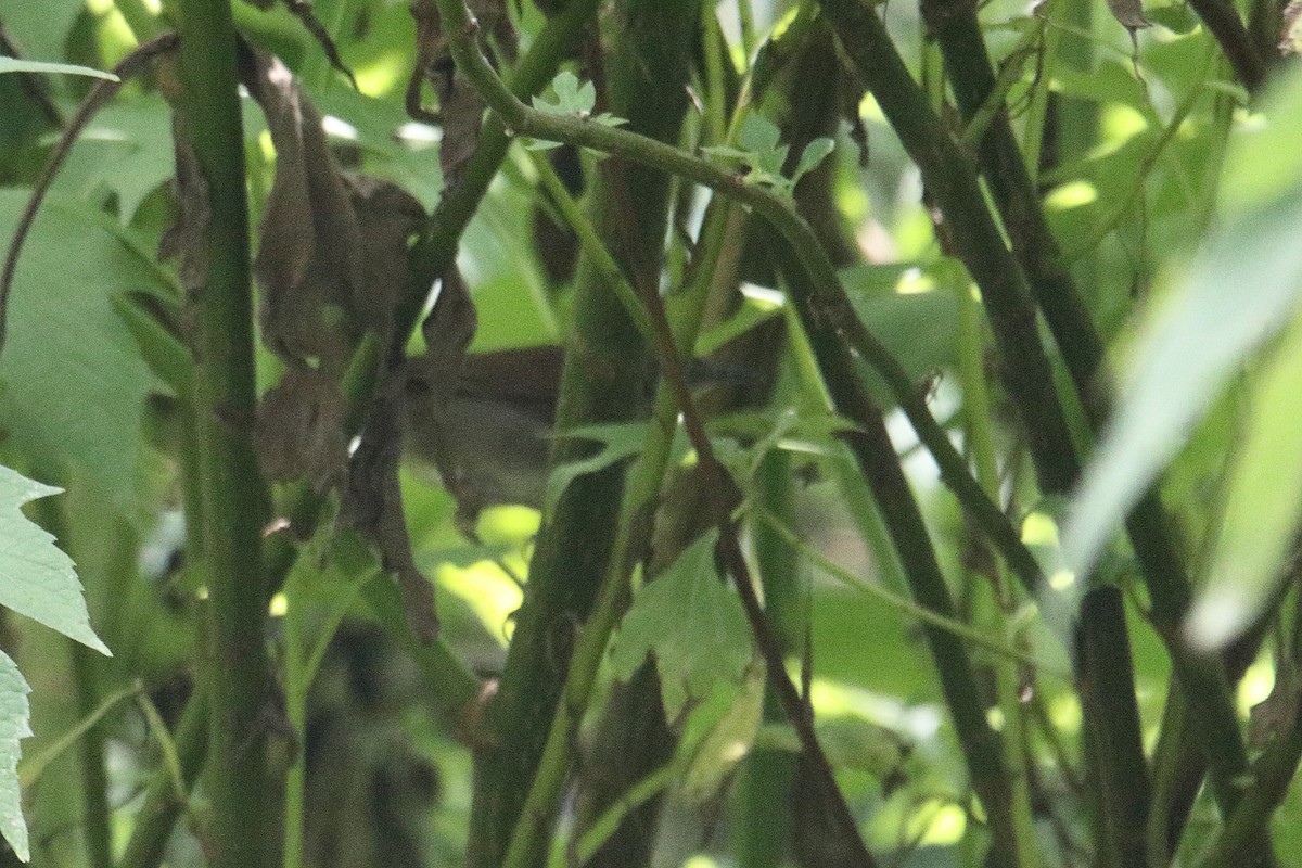 Bamboo Warbler - ML645831158