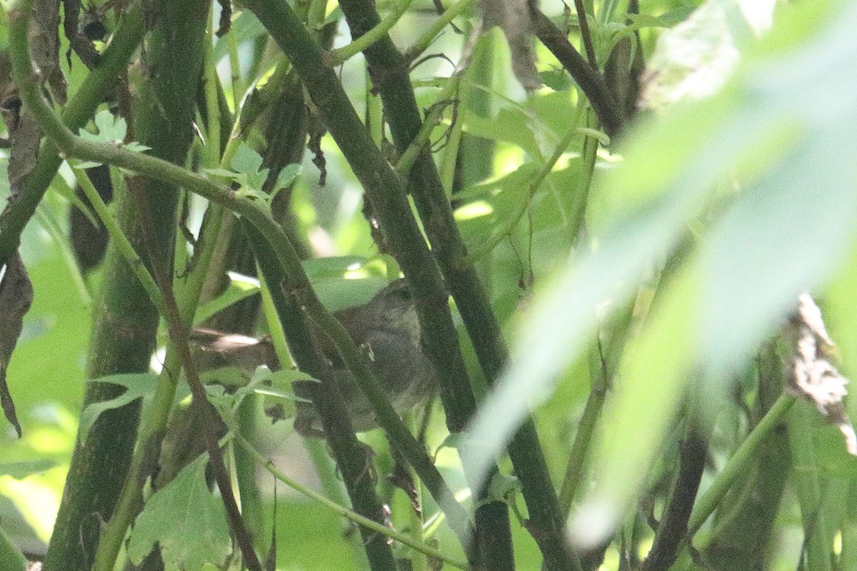 Bamboo Warbler - ML645831159