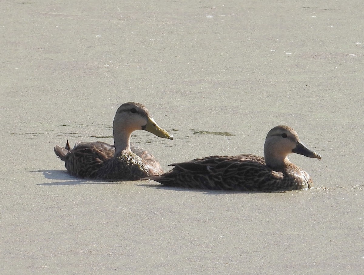 Mottled Duck - ML645831160