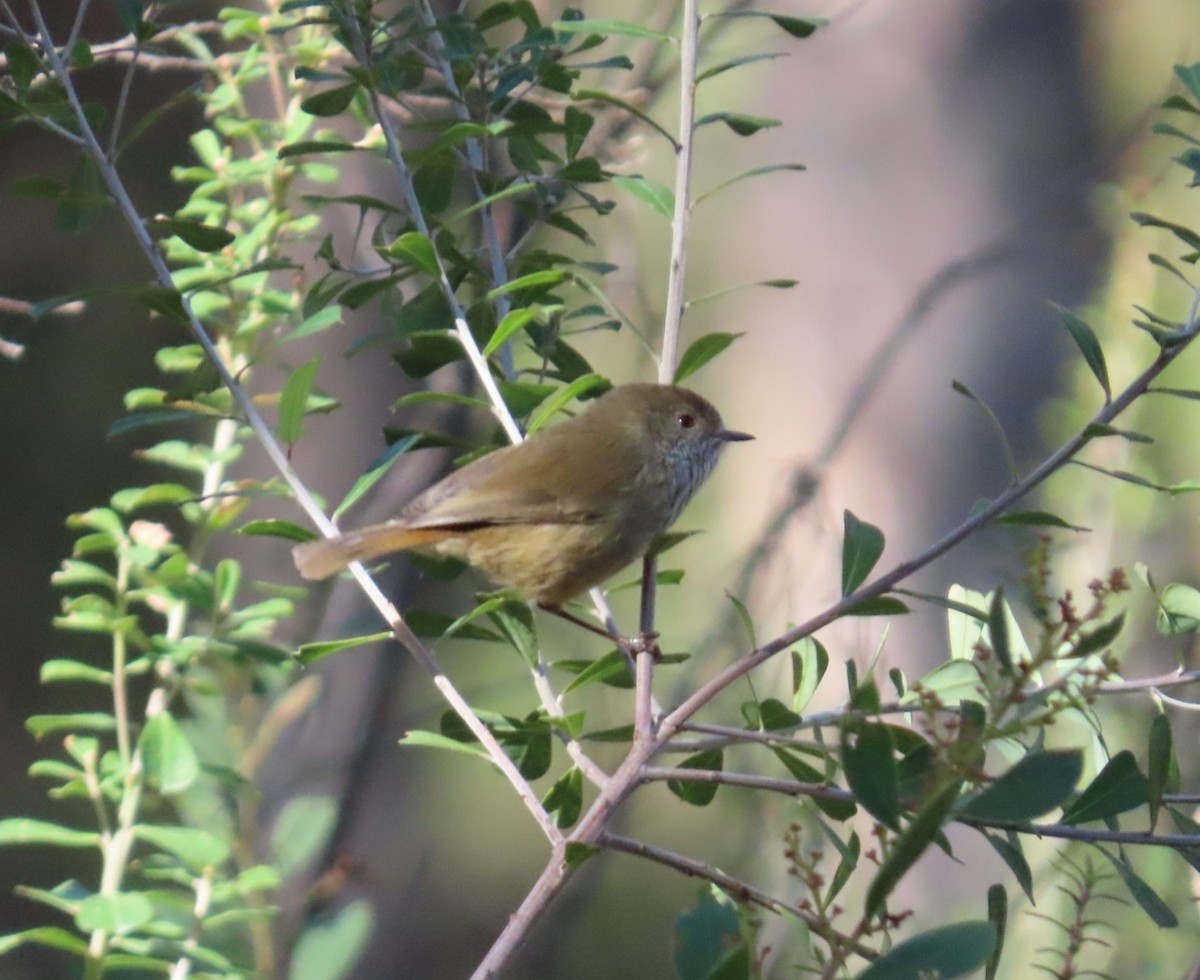 Brown Thornbill - ML645831161