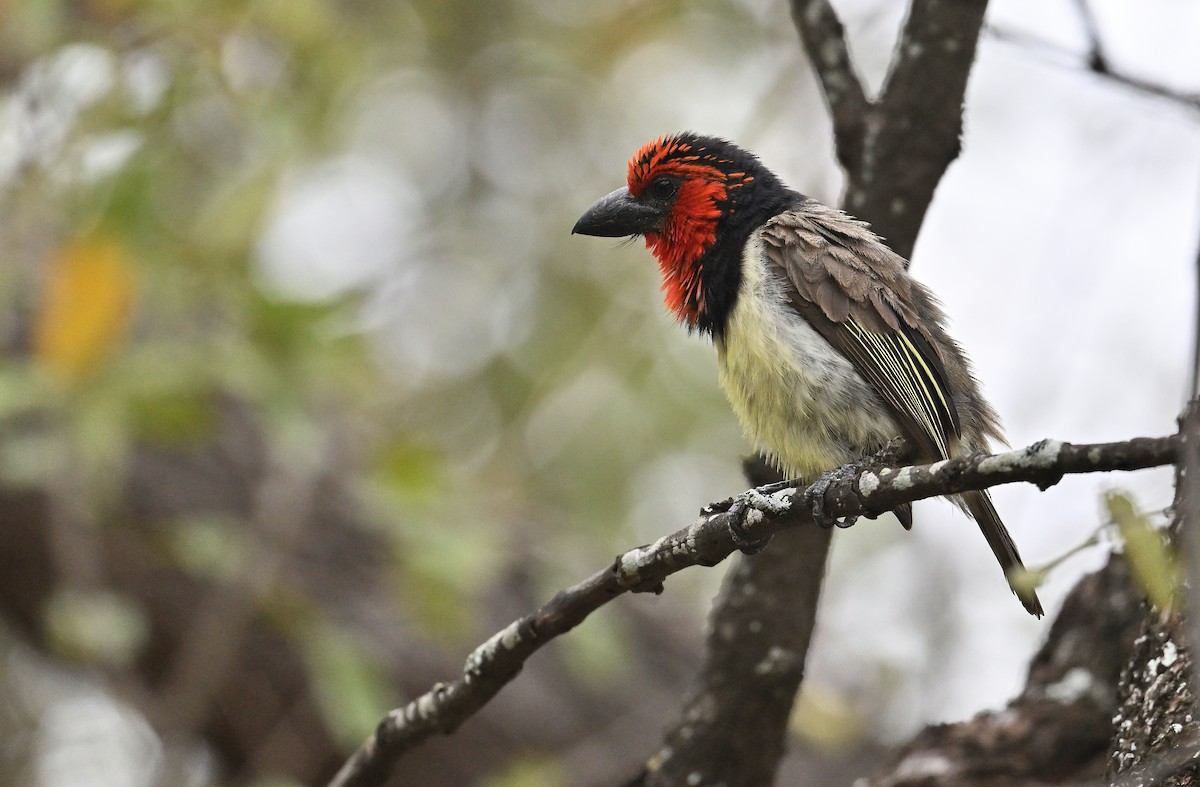 Black-collared Barbet - ML645831164