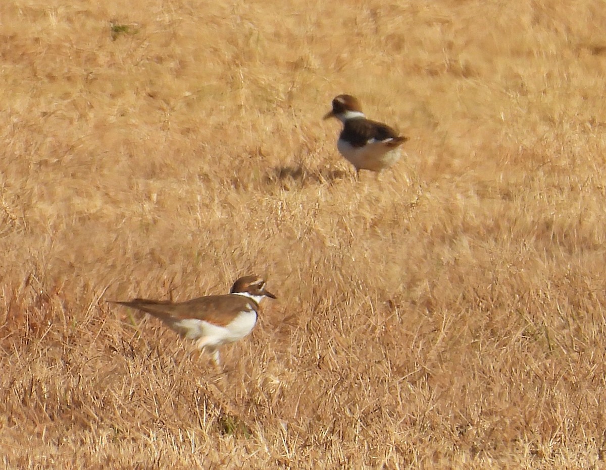 Killdeer - ML645831165
