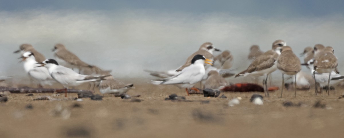 Little Tern - ML645831166