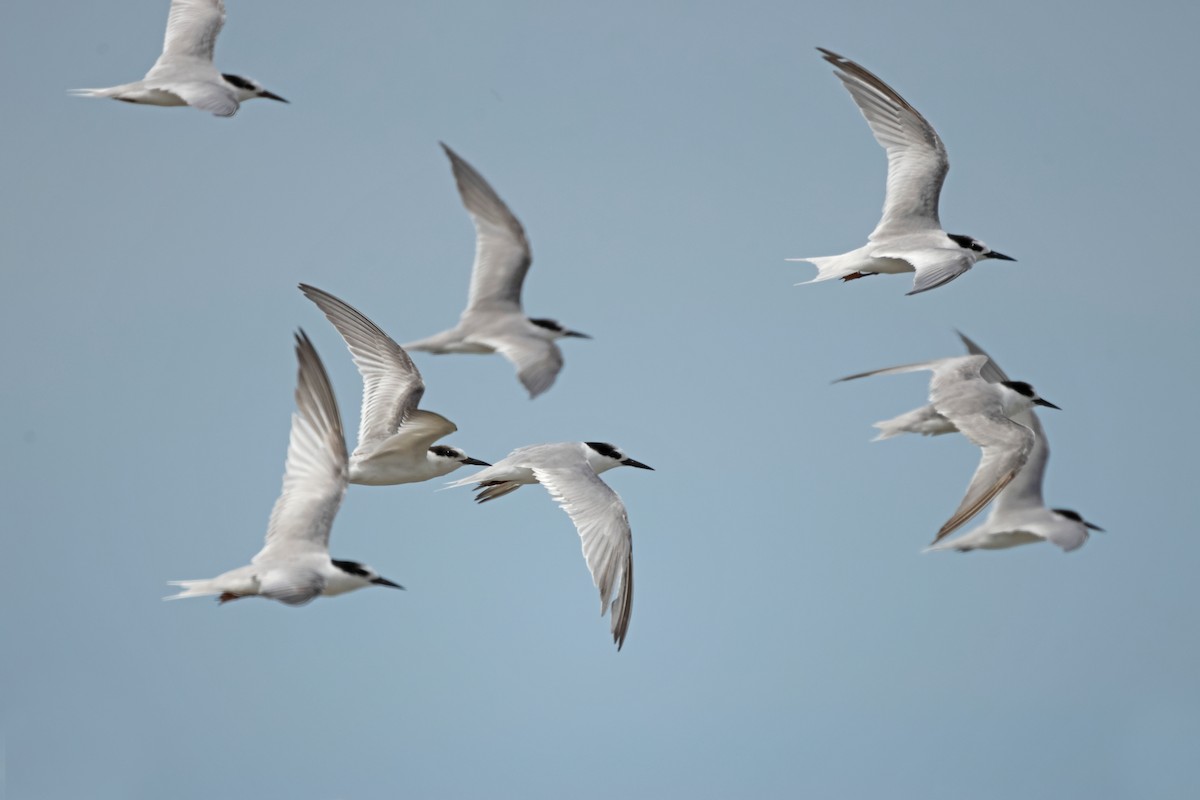 Little Tern - ML645831167