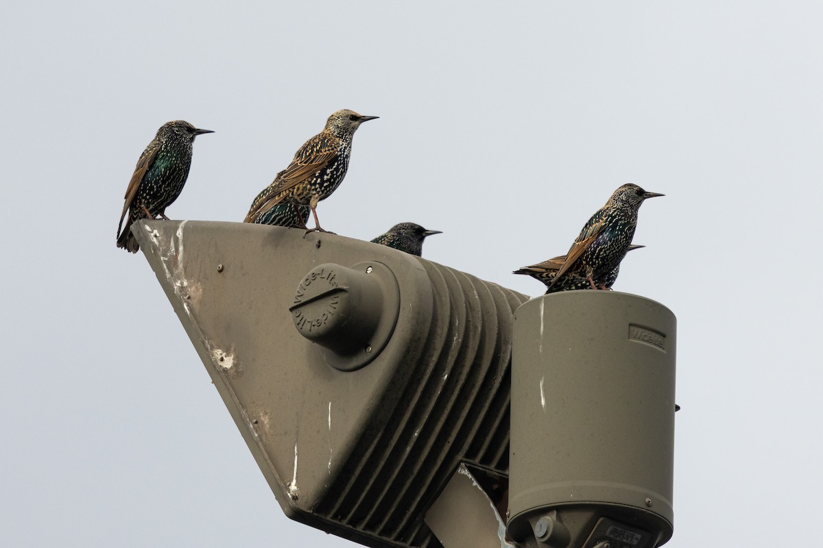 European Starling - ML645831168