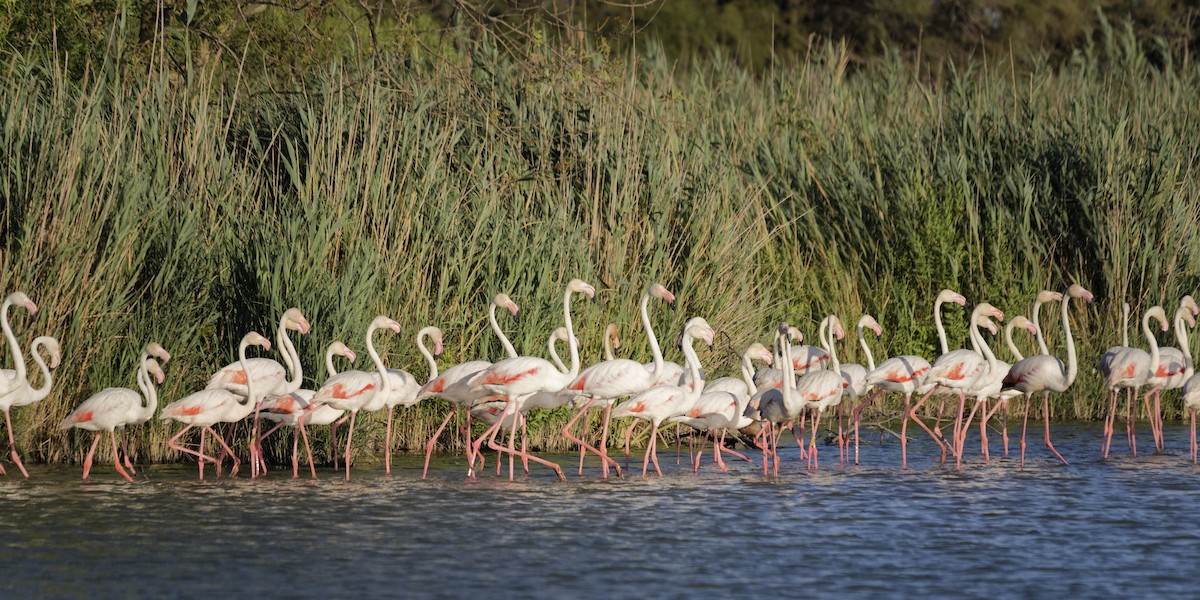 Greater Flamingo - ML645831169