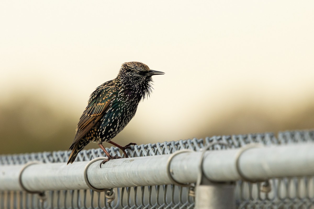 European Starling - ML645831170