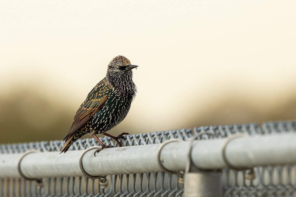 European Starling - ML645831171