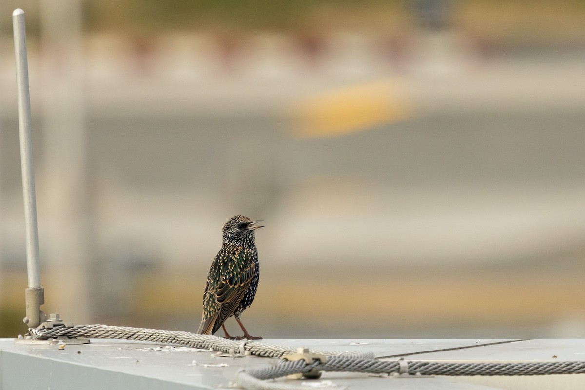 European Starling - ML645831172