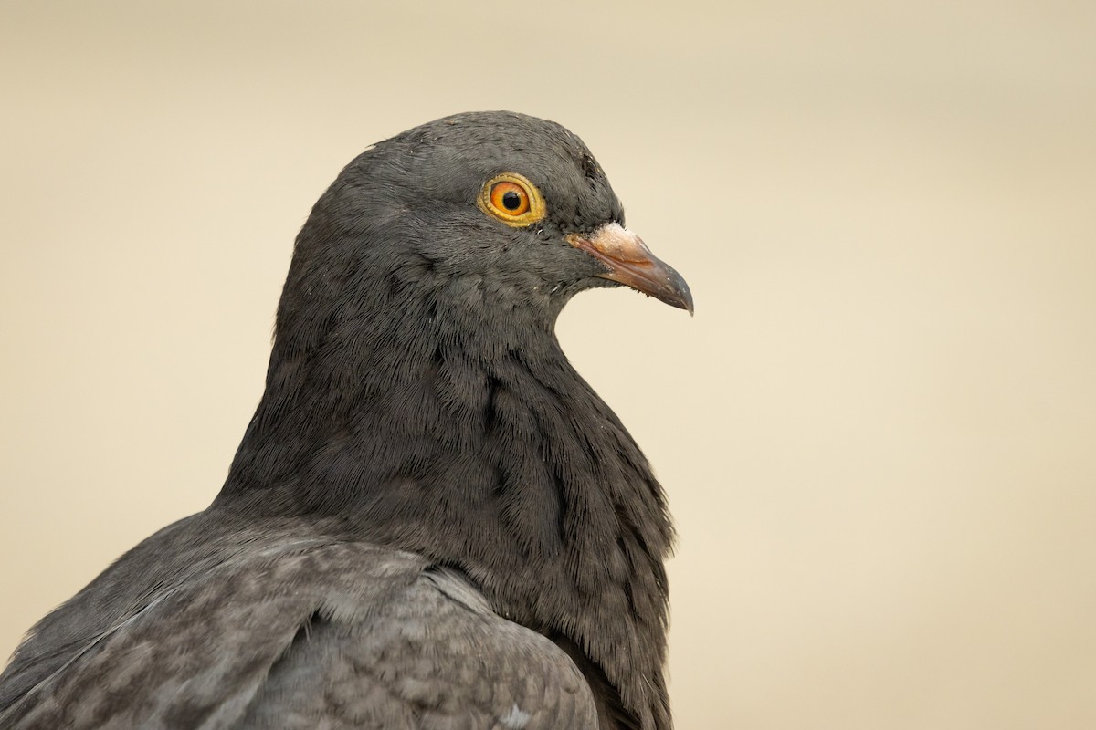 Rock Pigeon (Feral Pigeon) - ML645831173