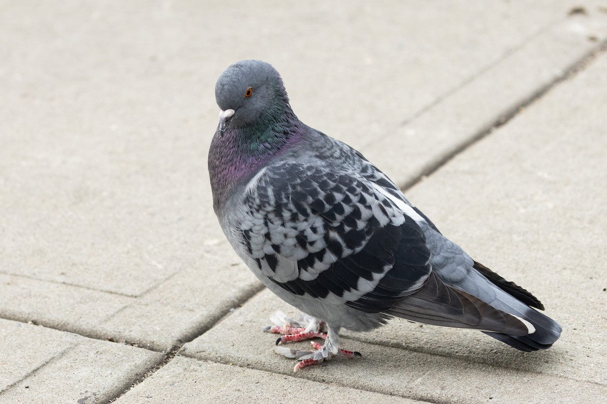 Rock Pigeon (Feral Pigeon) - ML645831174