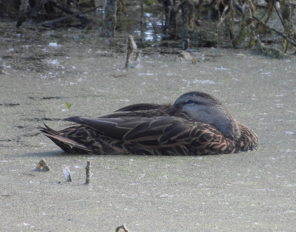 Mottled Duck - ML645831175
