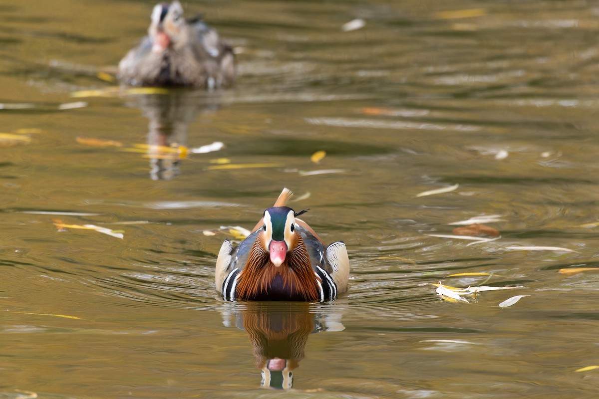 Mandarin Ördeği - ML645831176