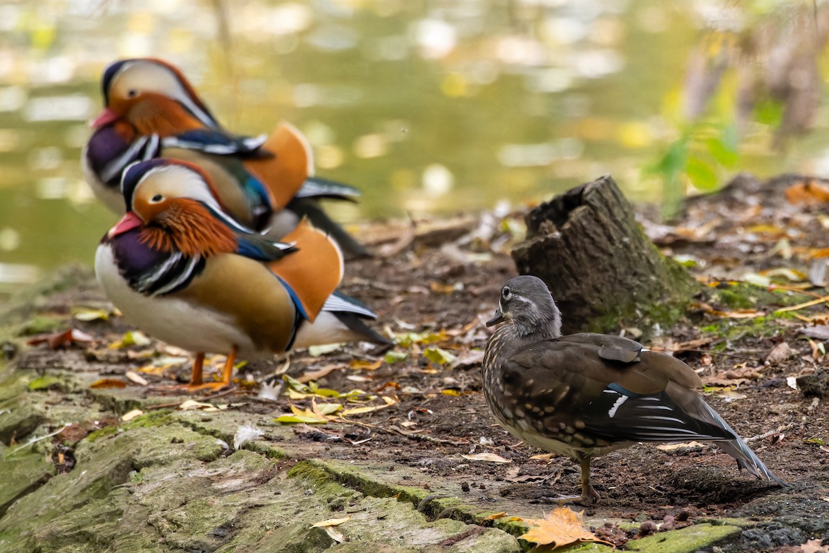 Mandarin Ördeği - ML645831178