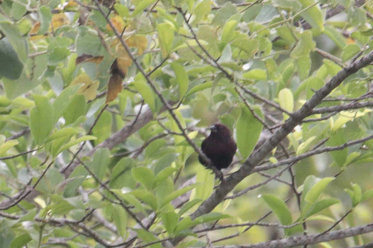 Black-bellied Firefinch - ML645831179