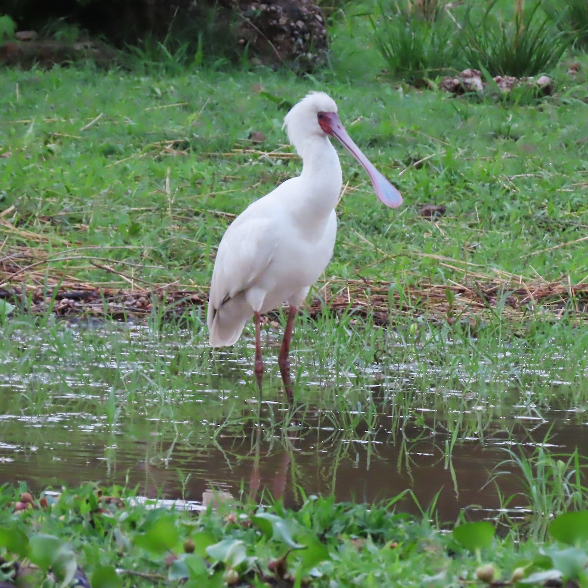 African Spoonbill - ML645831180