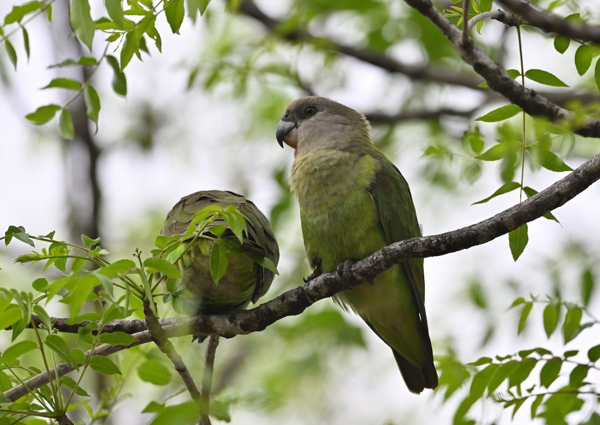 Lorito Cabecipardo - ML645831181