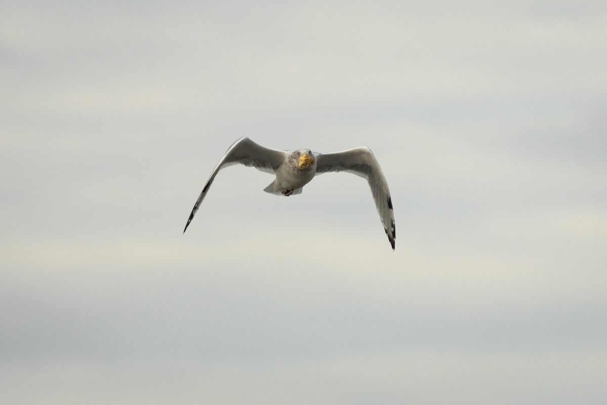 American Herring Gull - ML645831182