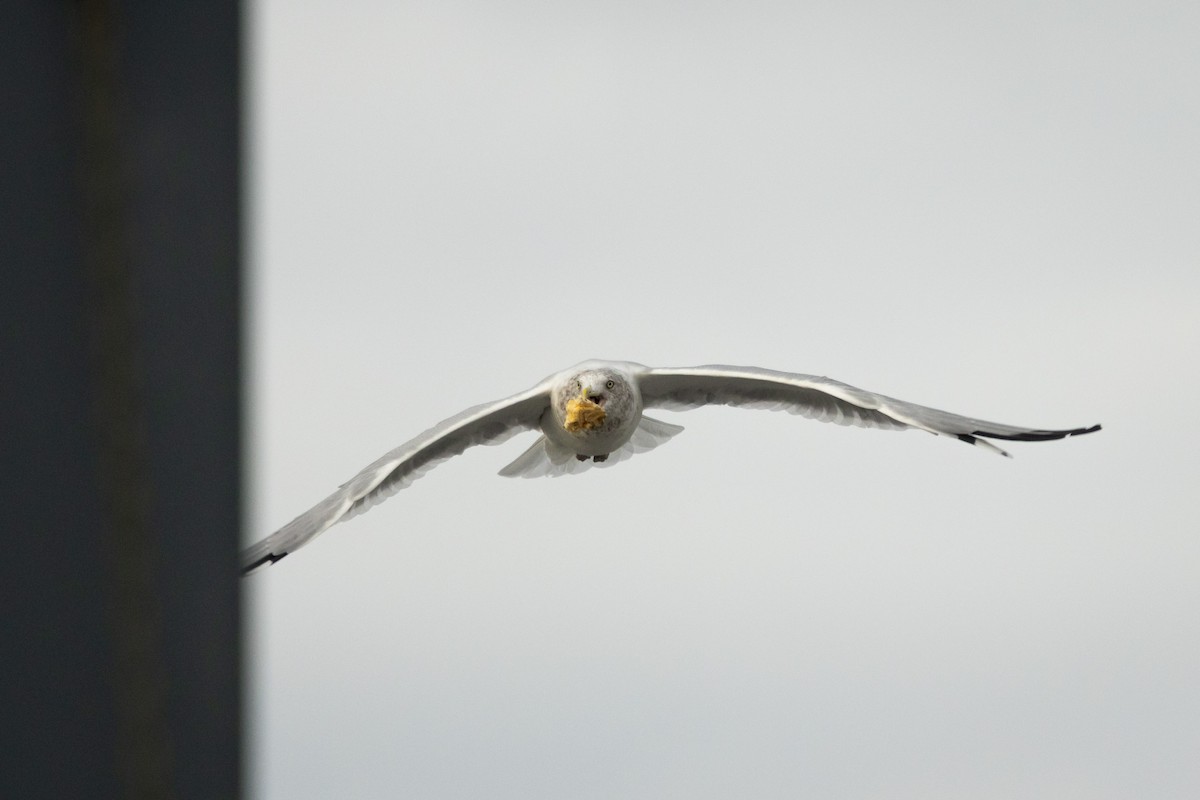 American Herring Gull - ML645831183