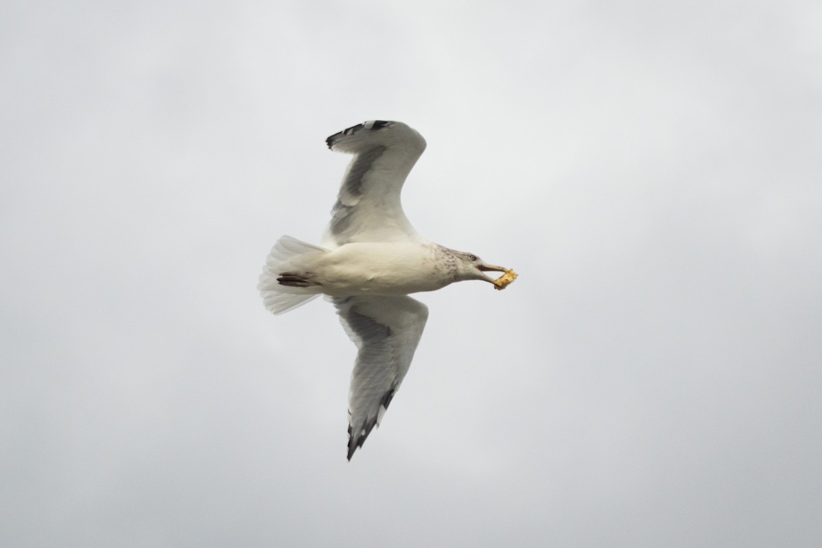 American Herring Gull - ML645831184
