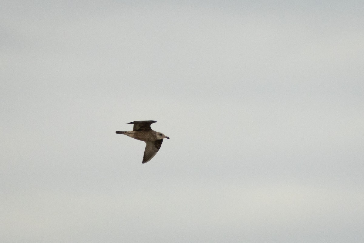 American Herring Gull - ML645831185