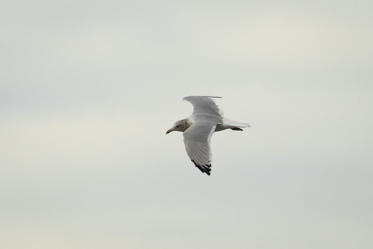 American Herring Gull - ML645831186