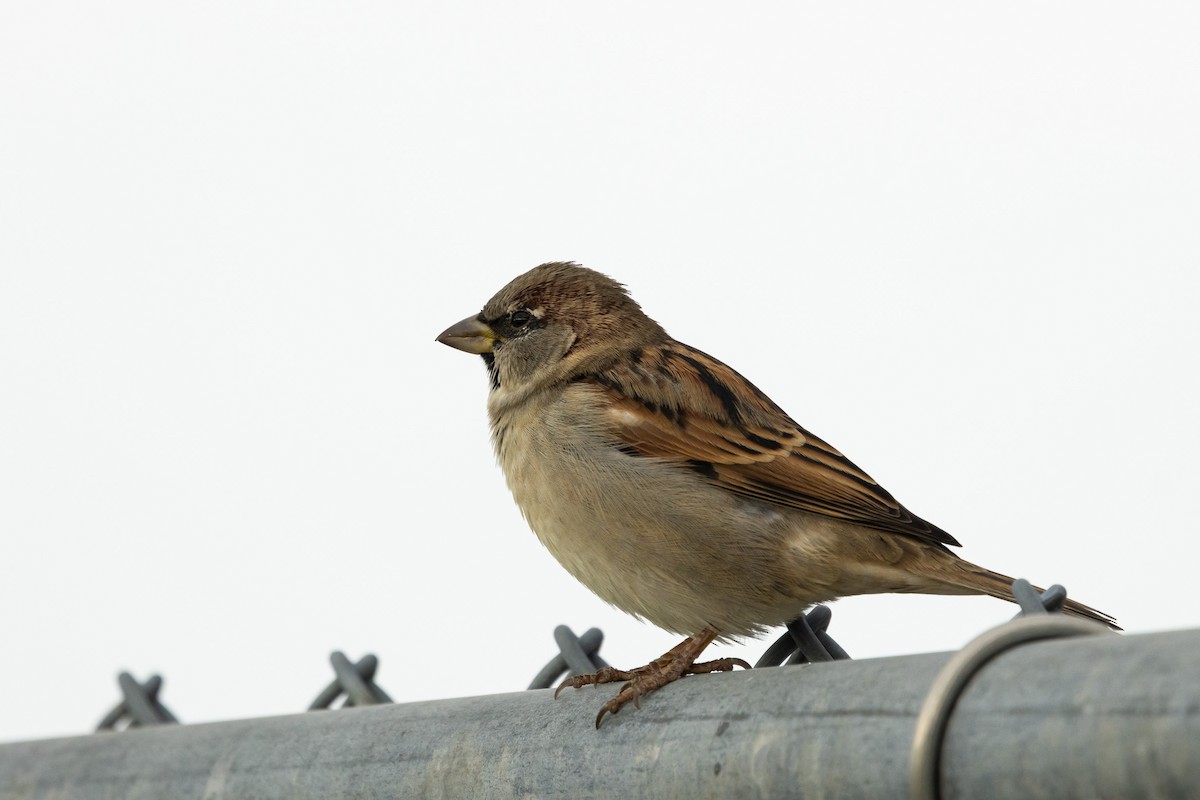 Gorrión Común - ML645831190