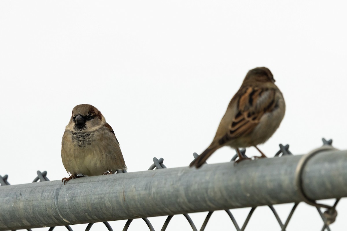 Gorrión Común - ML645831191
