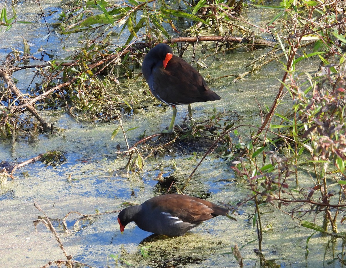 Common Gallinule - ML645831194