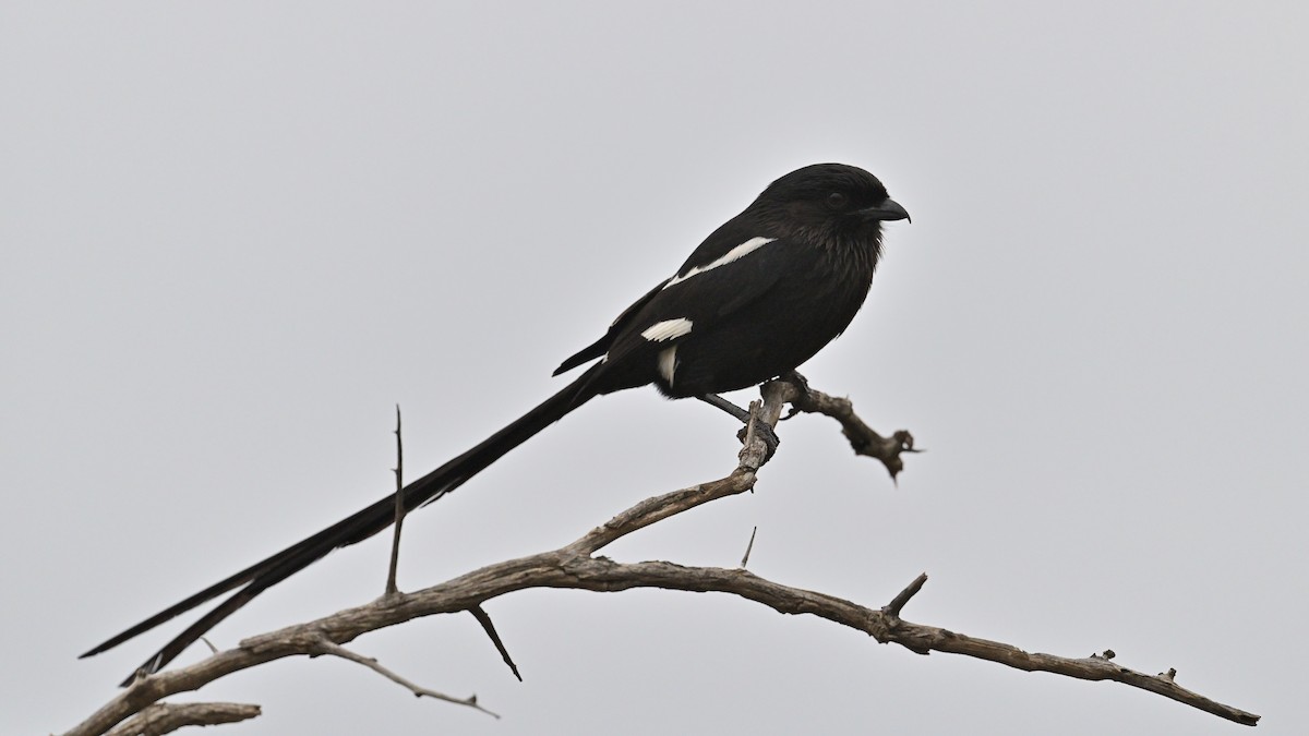 Magpie Shrike - ML645831201