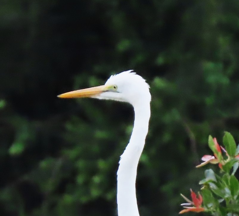 Great Egret - ML645831203