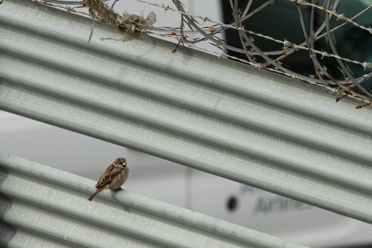 Gorrión Común - ML645831207