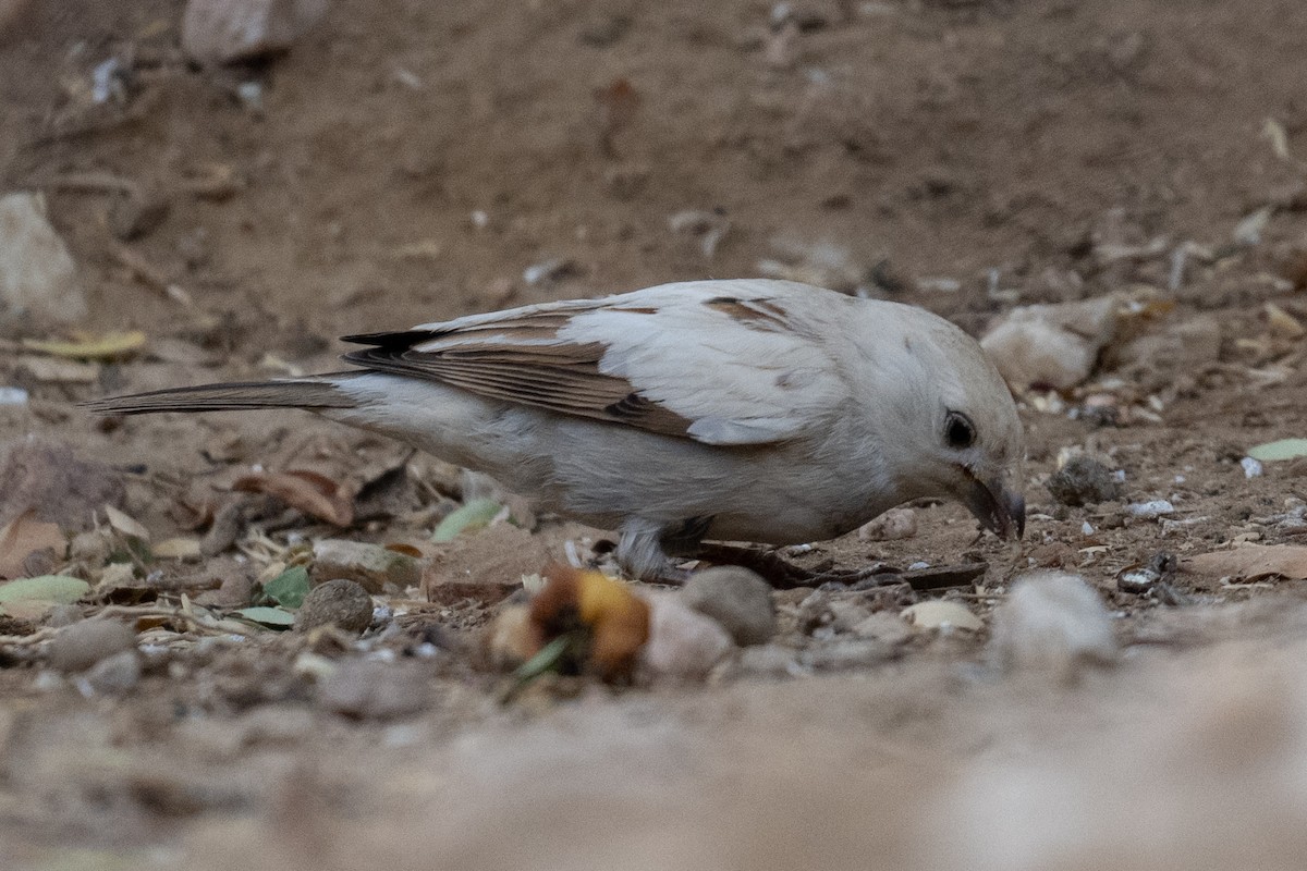 Gorrión Común - ML645831208