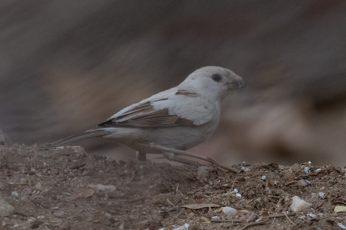 Gorrión Común - ML645831209