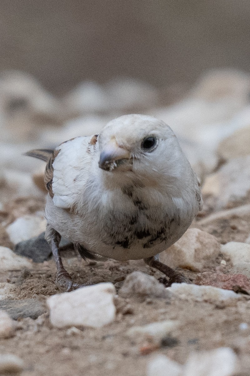 Gorrión Común - ML645831210