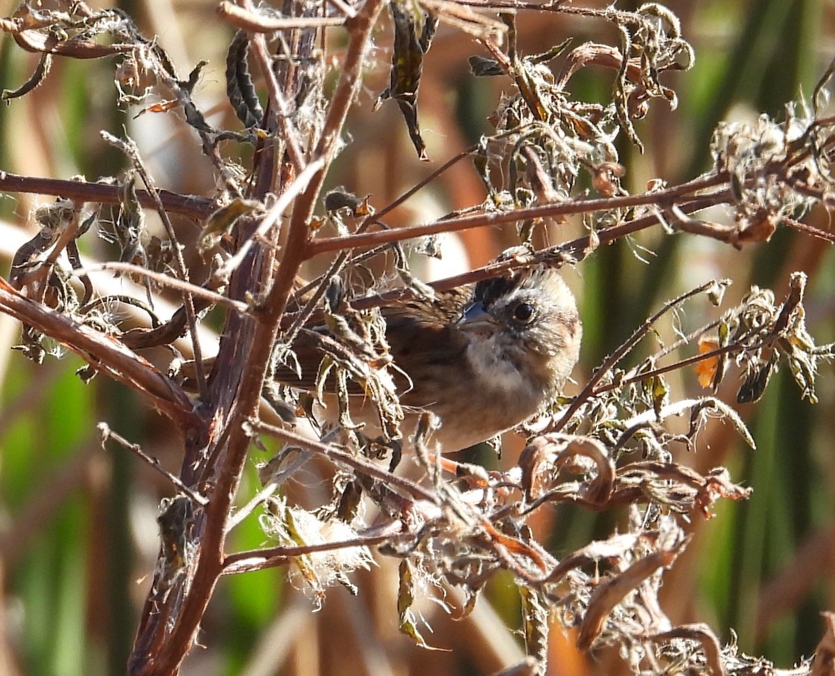 Swamp Sparrow - ML645831218