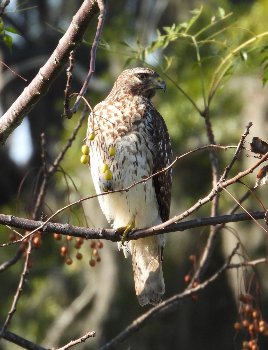 Red-shouldered Hawk - ML645831228