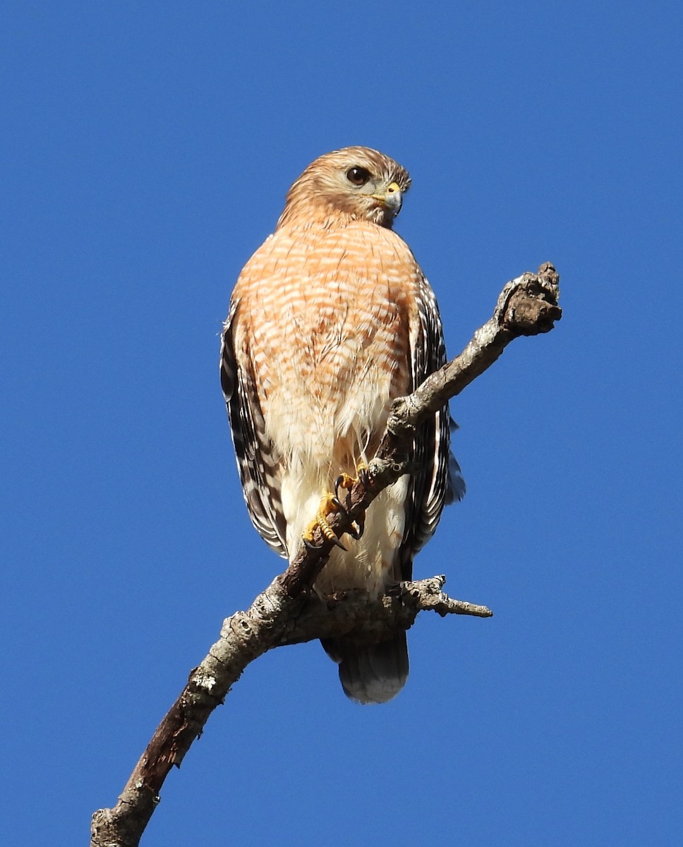 Red-shouldered Hawk - ML645831230