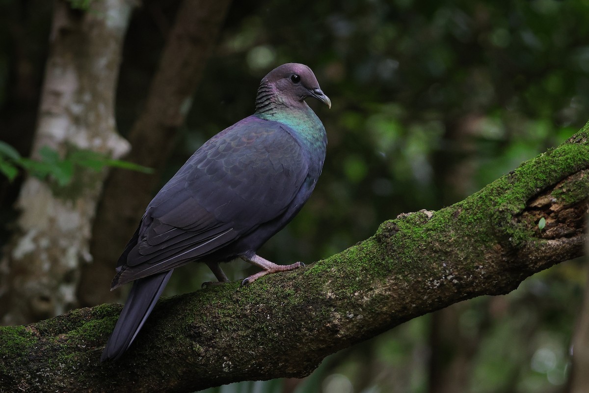 Black Wood-Pigeon - ML645831236