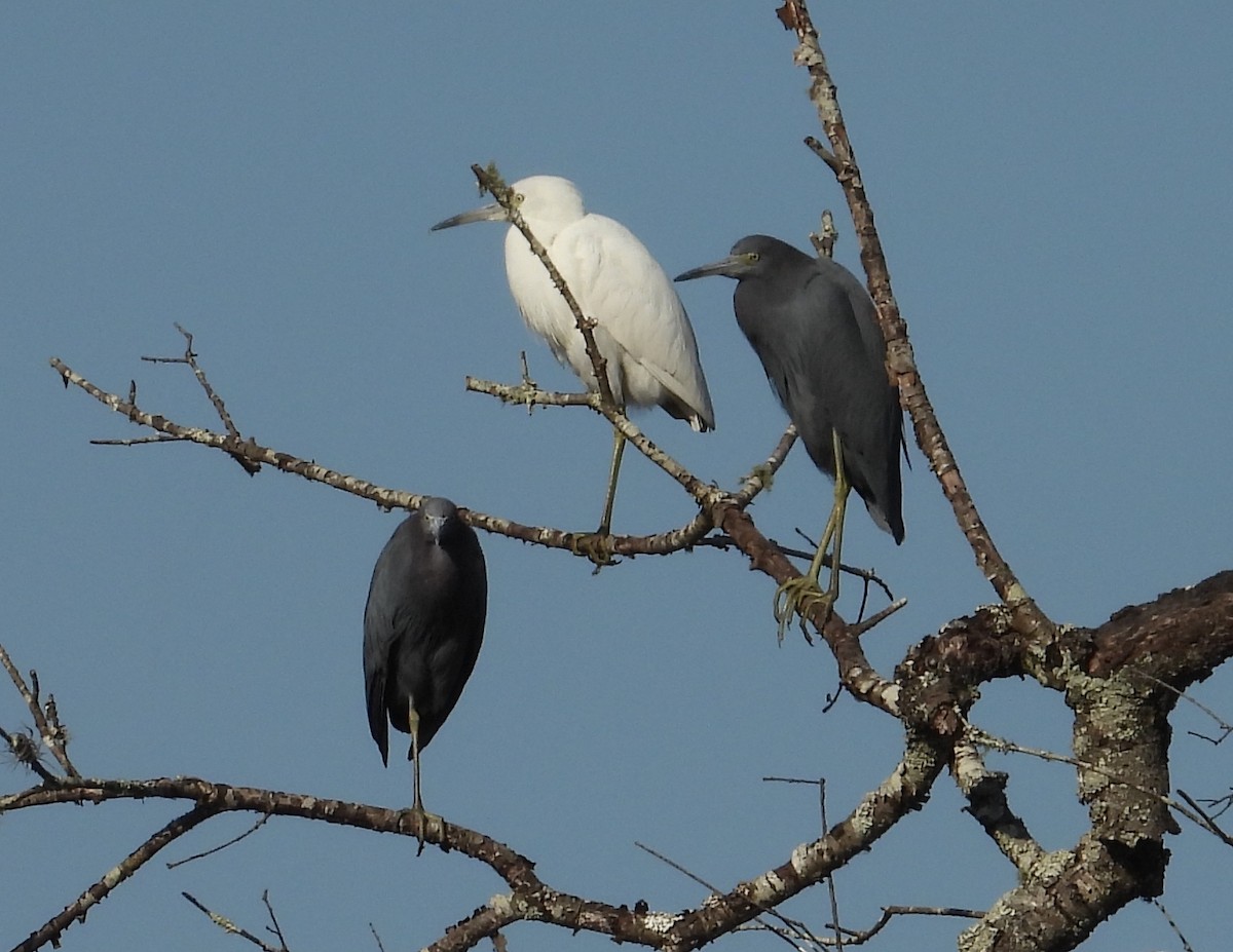 Little Blue Heron - ML645831244