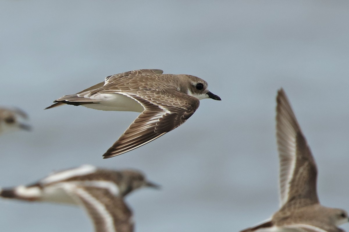 Tibet Cılıbıtı - ML645831245