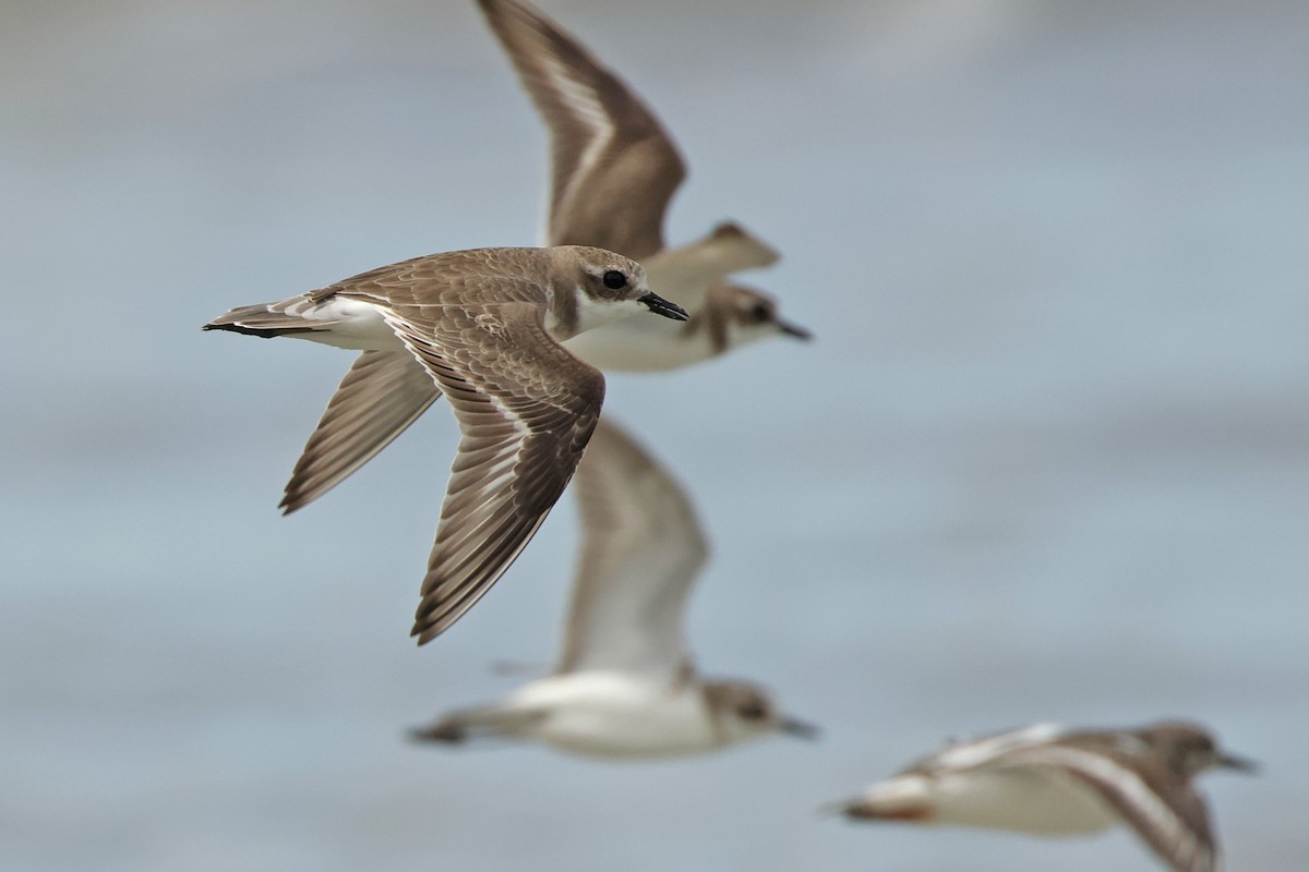 Tibet Cılıbıtı - ML645831246