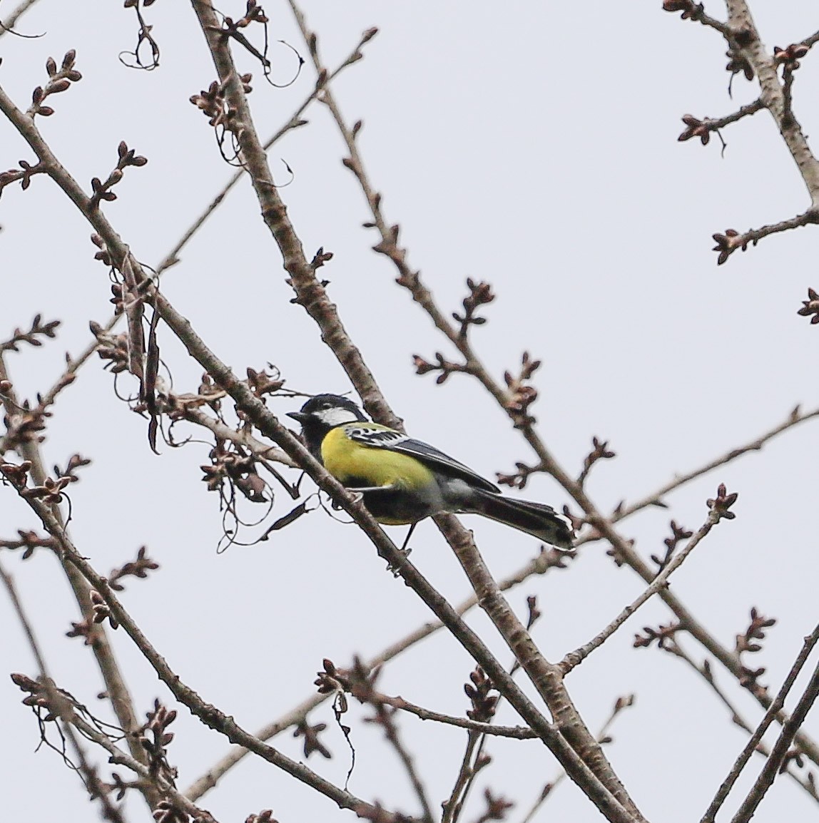 Bergkohlmeise - ML645831247