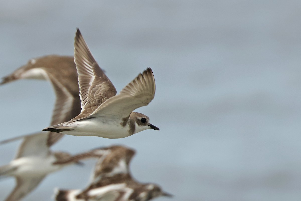 Tibet Cılıbıtı - ML645831248