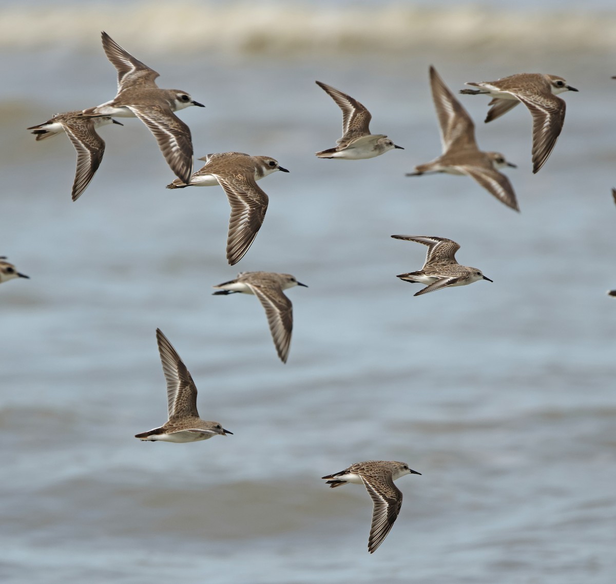 Tibet Cılıbıtı - ML645831249