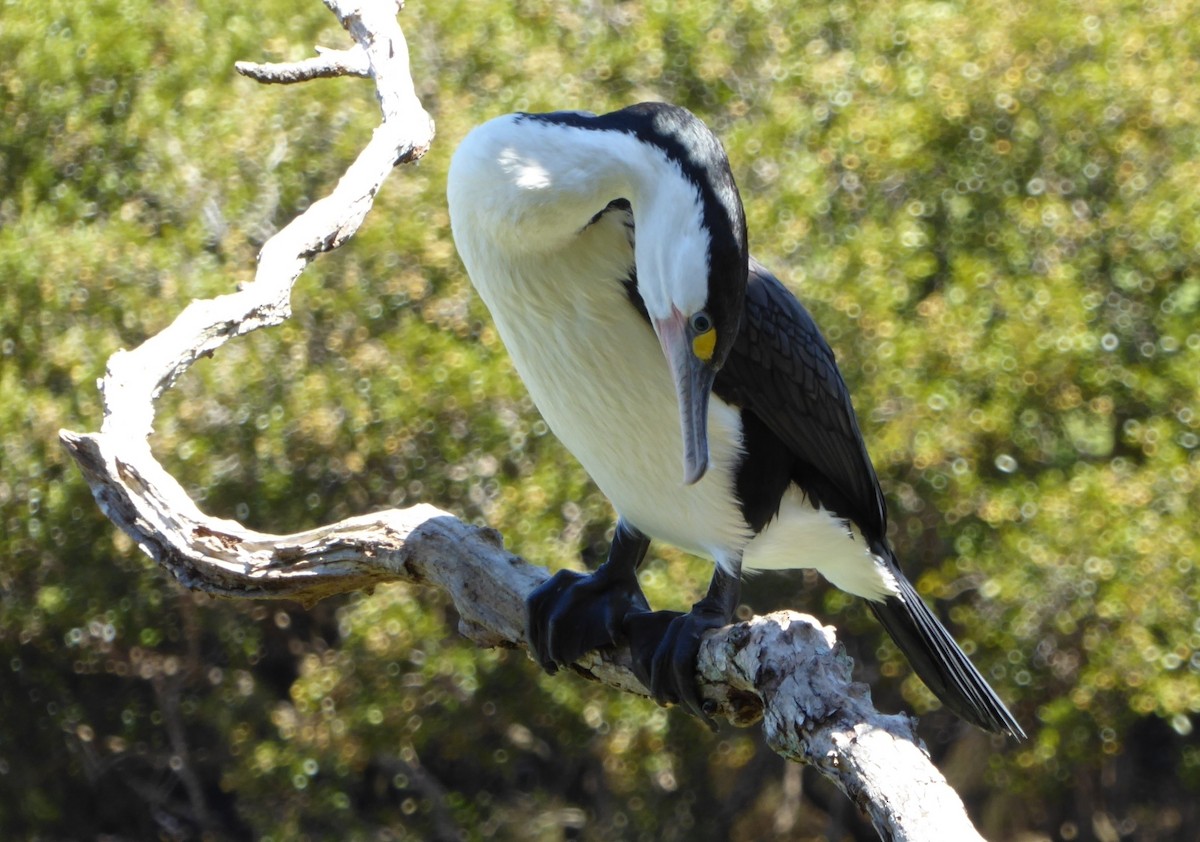 Pied Cormorant - ML645831253