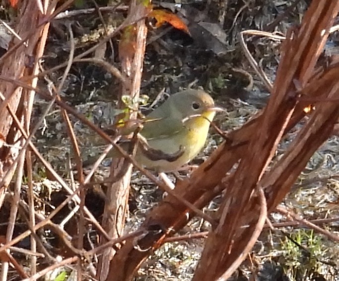 Common Yellowthroat - ML645831254