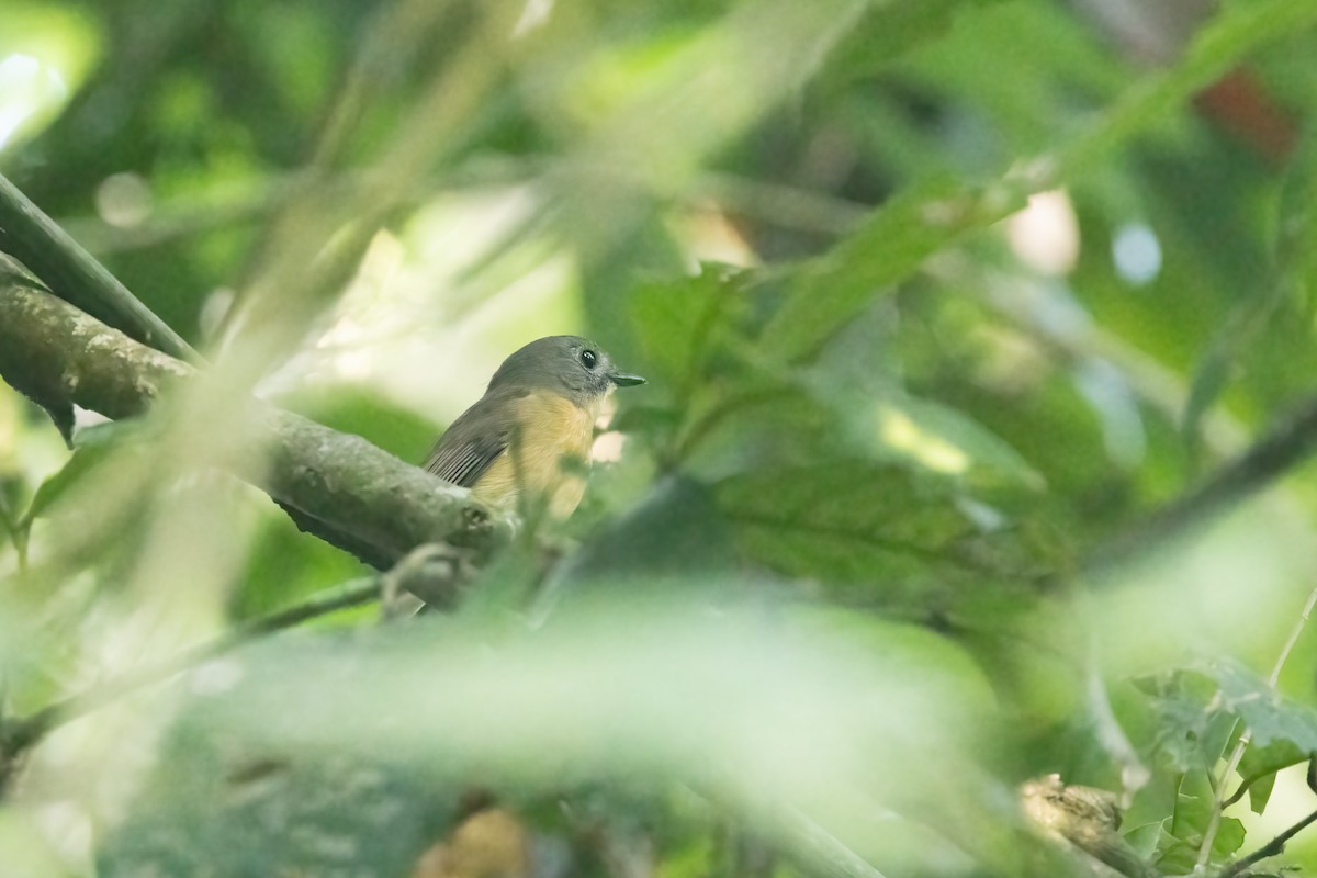 Brooks Sinekkapanı - ML645831260